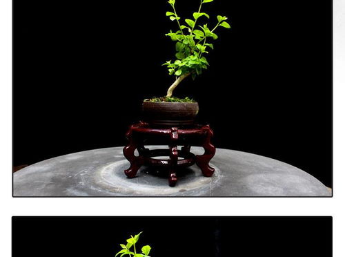 方寸間的詩意與清新 如皋紫薇微型盆景，打造桌面素雅文藝空間