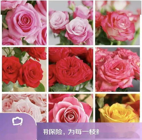 京東鮮花新花樣 615生活鮮花節(jié)創(chuàng)新高，引領(lǐng)動態(tài)禮品花卉銷售新趨勢